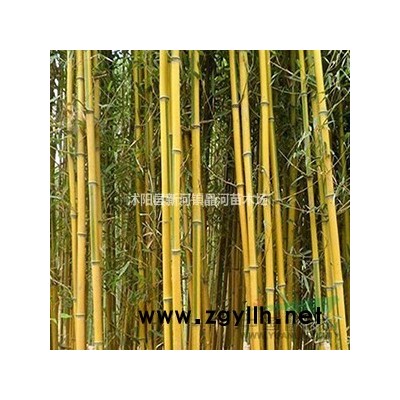 紅葉石楠哪里賣  紅葉石楠小苗價(jià)格 繁殖方法及栽培技術(shù)