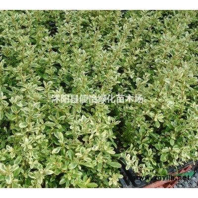 連翹花 連翹小苗 東北連翹苗 連翹花球 園林綠化小區(qū)綠化