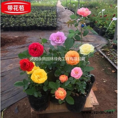 江蘇地區(qū) 紅葉石楠柱 80-350cm高  大量供應 價優(yōu)