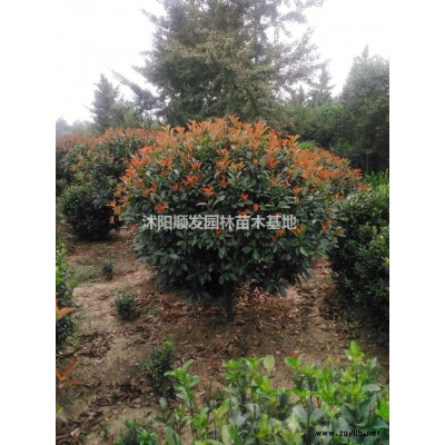 紅葉石楠球行情報價-圖片展示-產地直銷-規格*