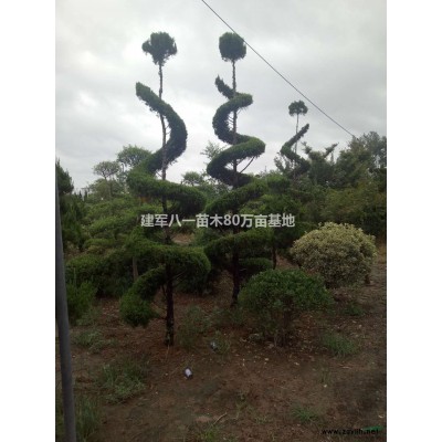 2022年*新供應連翹/連翹產(chǎn)地/連翹報價圖片