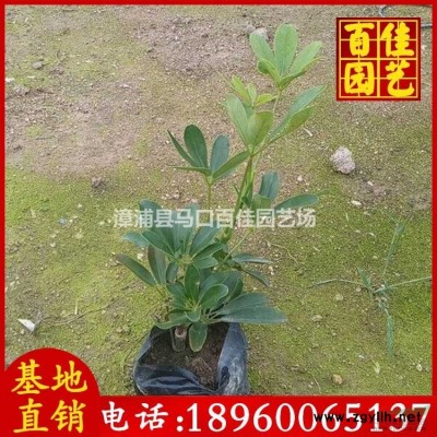 金邊假連翹苗場(chǎng)