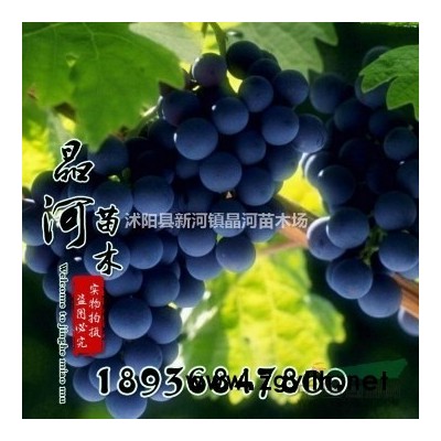 江蘇連翹二年苗，連翹修剪20公分高，連翹苗根價(jià)格