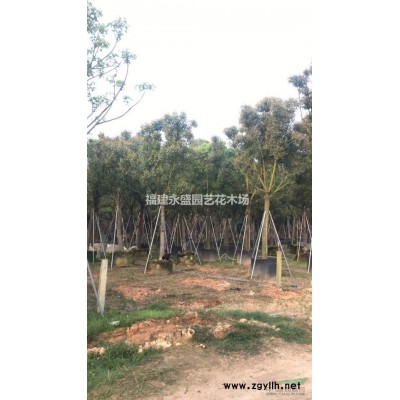 花葉假連翹永盛園藝直銷規格*低價供應