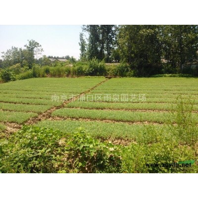 江蘇南京紅葉石楠樹價(jià)格，8公分紅葉石楠樹價(jià)格信息。