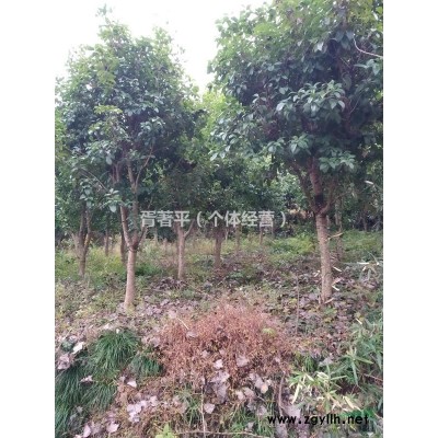 紅葉石楠，咸寧苗木，2018紅葉石楠價格低