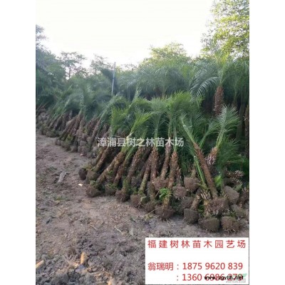 福建紅葉石楠2介紹/特征/用途
