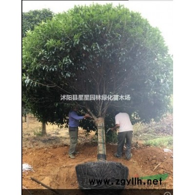 江蘇低價批發(fā)金森女貞*新價格規(guī)格*，質(zhì)量優(yōu)，