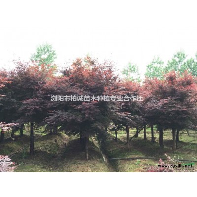 供應紅葉石楠，8公分紅葉石楠，湖南紅葉石楠樹,紅葉石楠柱價格