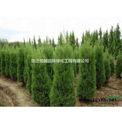江蘇沭陽(yáng)供應(yīng)紅葉石楠球規(guī)格* 石楠球價(jià)格
