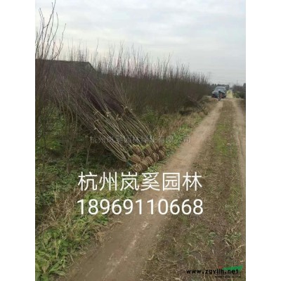 供應(yīng)精品紅葉石楠小毛球