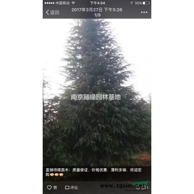 【供應(yīng)】南京紅葉石楠價格