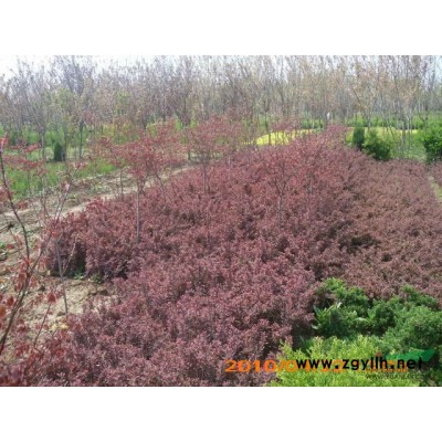 供應(yīng)紅葉石楠 梔子花 毛鵑 金森女貞 大（小）葉黃楊 紅葉小