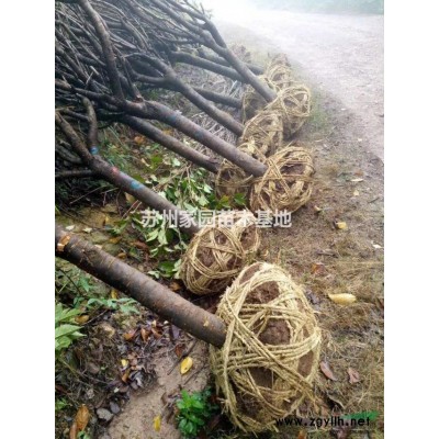 紅葉石楠樹，矮分枝紅葉石楠樹，精品苗