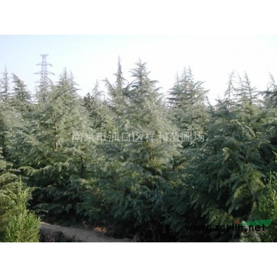 高桿紅葉石楠火熱銷售中