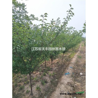 低價供應法國冬青高50-300cm，江蘇法國冬青新價格信息
