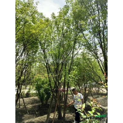 成都周邊供應(yīng)法國冬青小苗，青珊瑚杯苗/優(yōu)質(zhì)法國冬青精品大杯苗