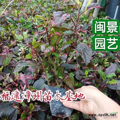 金森女貞 高15-20 福建漳州閩景園藝場