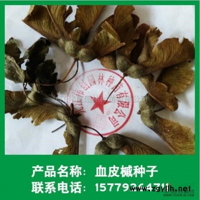 批發杜鵑小苗批發紅繼木金森女貞小苗