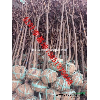 低價專賣；金葉女貞 紅葉小檗  衛(wèi)矛 紅葉石楠 紅天竹子