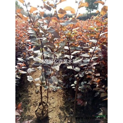 陜西金森女貞基地價格 周至金森女貞大杯苗批發(fā) 營養(yǎng)缽金森女貞 陜西周至金森女貞價錢