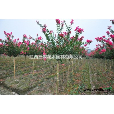 歐羅紅楓苗木 比紅葉石楠苗木、紅葉檵木苗木、香樟樹苗更有價值