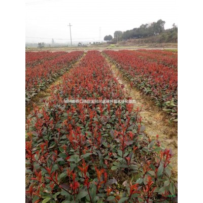 郴州紅葉石楠苗，湖南優質紅葉石楠小苗，紅葉石楠小苗價格