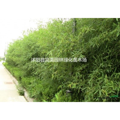 供應(yīng)法國冬青_珊瑚_法青苗木