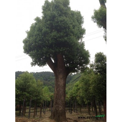 紅葉石楠，蕭山紅葉石楠