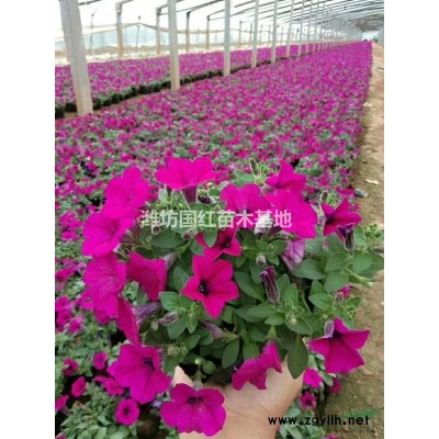 紅葉石楠，小葉扶芳藤，金葉女貞，瓜子黃楊，衛矛