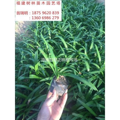 金森女貞2行情報價/金森女貞2圖片展示