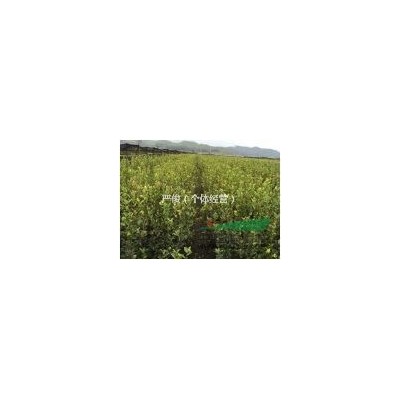 江西長(zhǎng)林系油茶苗百萬株供應(yīng)