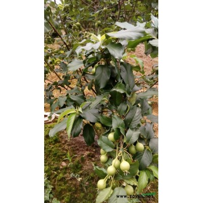 大量供應金花茶苗