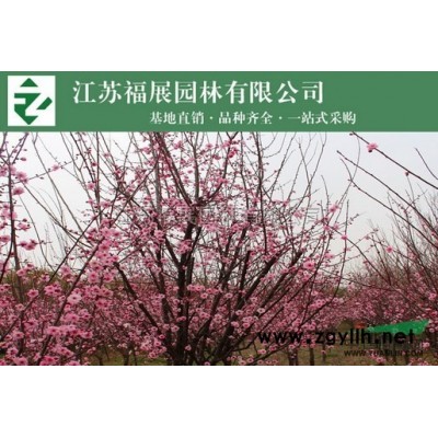 批發(fā)金邊黃楊 花邊冬青 金邊冬青 玉邊冬青綠化工程苗