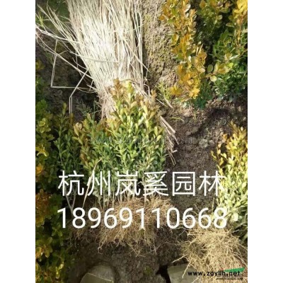 法國冬青2行情報(bào)價(jià)\法國冬青2圖片展示