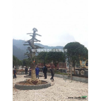 嫁接三紅蜜柚、香泡小苗、楊梅、油茶苗