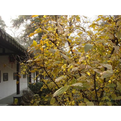 紅葉石楠