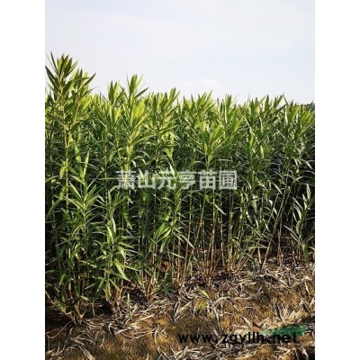 金邊黃楊球P60-200精品