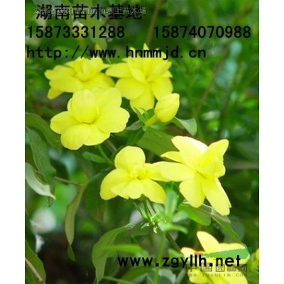 湖南油茶樹 優(yōu)質(zhì)湖南油茶實(shí)生苗 湖南油茶苗 湖南油茶價(jià)格