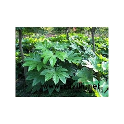 【綠化工程地被植物種植基地】供應黃金菊（茼蒿菊），大花六道木