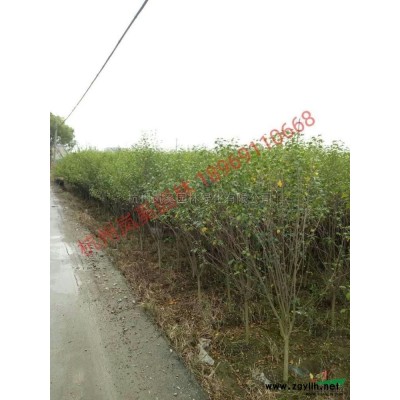 浙江地區(qū)優(yōu)惠供應(yīng)金葉大花六道木