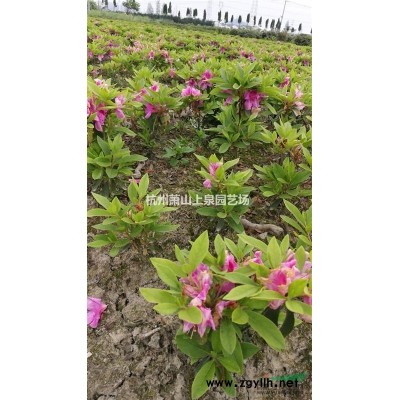 闊葉十大功勞色塊苗小毛球H30H50供應(yīng)