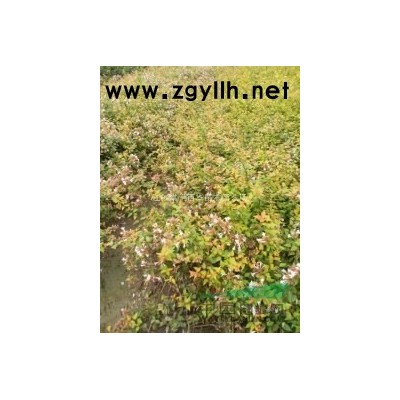 【江蘇草花基地批發】地中海莢蒾，宿根福祿考，花葉薄荷，天人菊