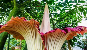百萬(wàn)網(wǎng)友線上觀看版納植物園巨花魔芋開(kāi)花過(guò)程