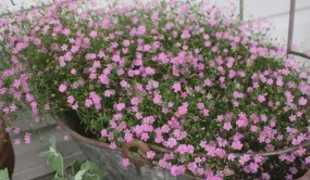 滇產滿天星切花價格暴跌 云花賤賣為何受傷的總是花農？